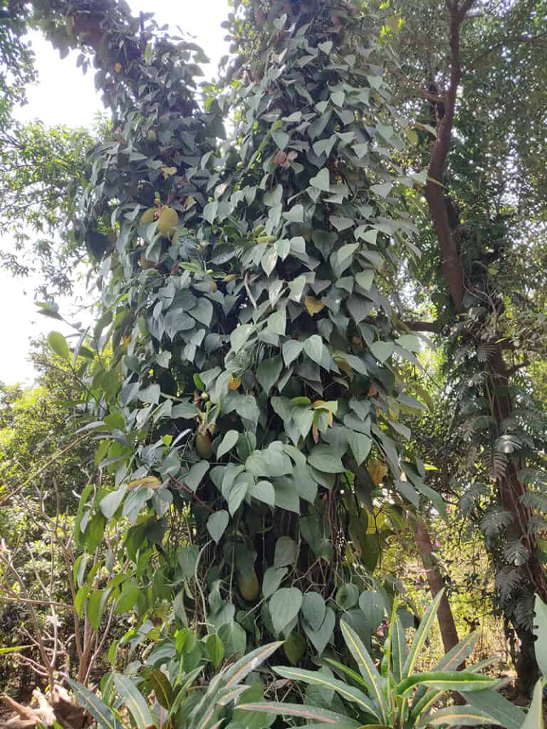 pepper on jackfruit