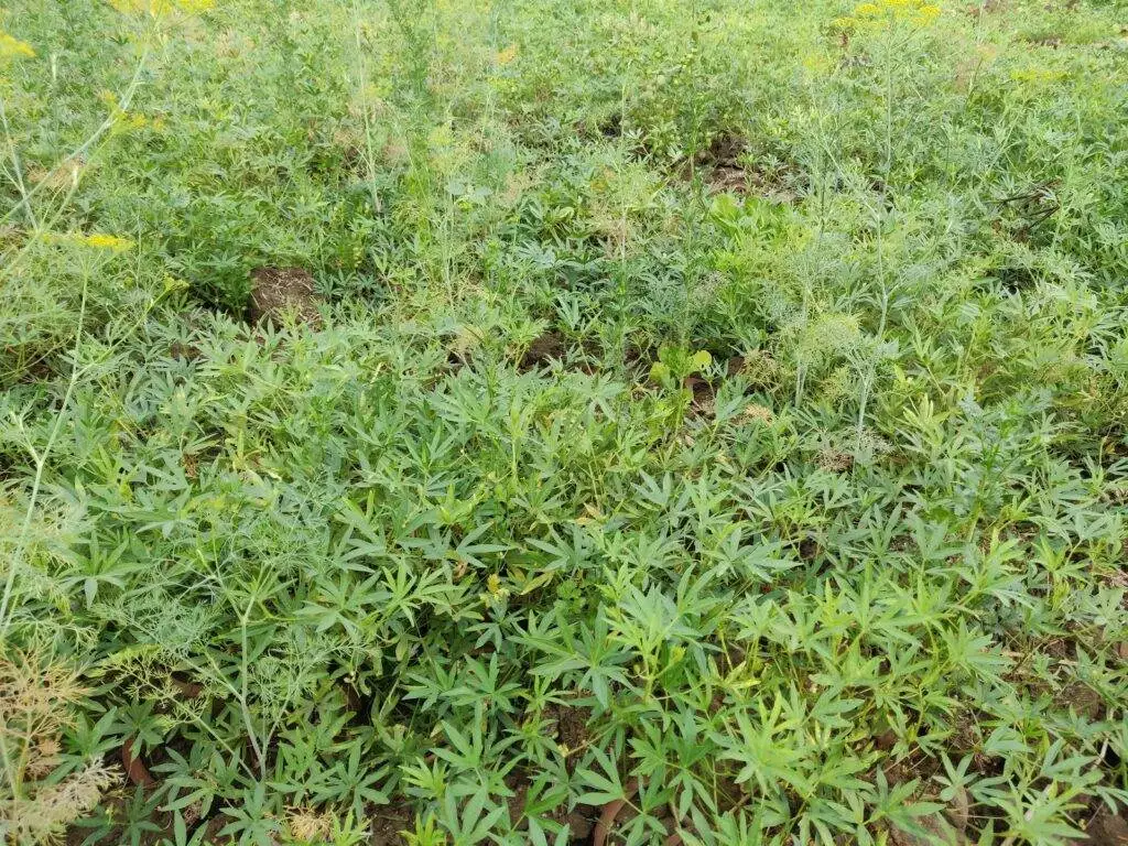 moth bean plant