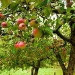 apple trees with red apples