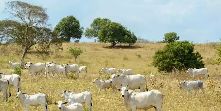 nelore cattle in the pasture, in campina grande, paraiba, brazil. livestock in the semiarid region of northeast brazil.