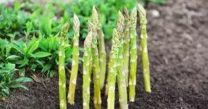 organic farming asparagus in black soil