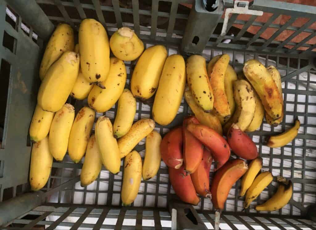 banana (1)