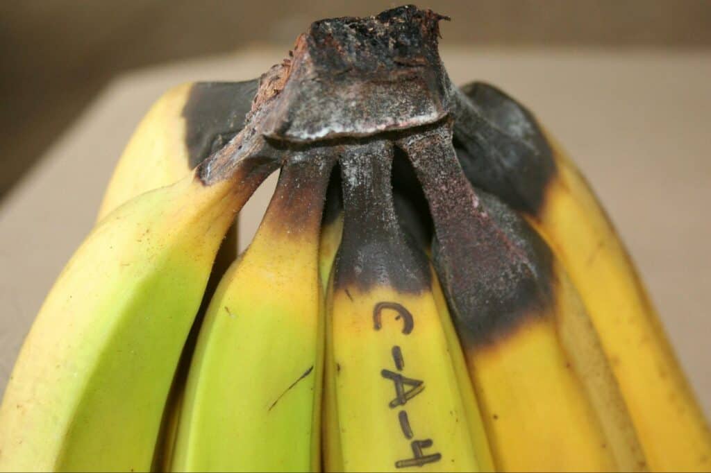 banana (11)