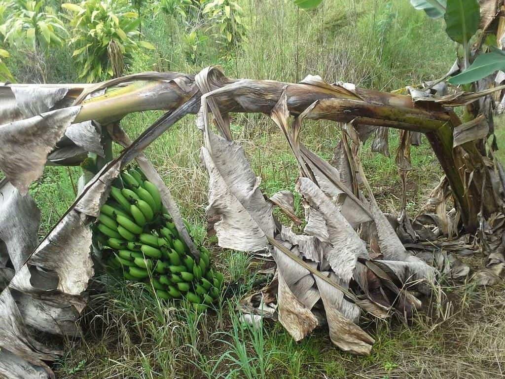 A tool to cut banana bunches from the stem : r/oddlysatisfying