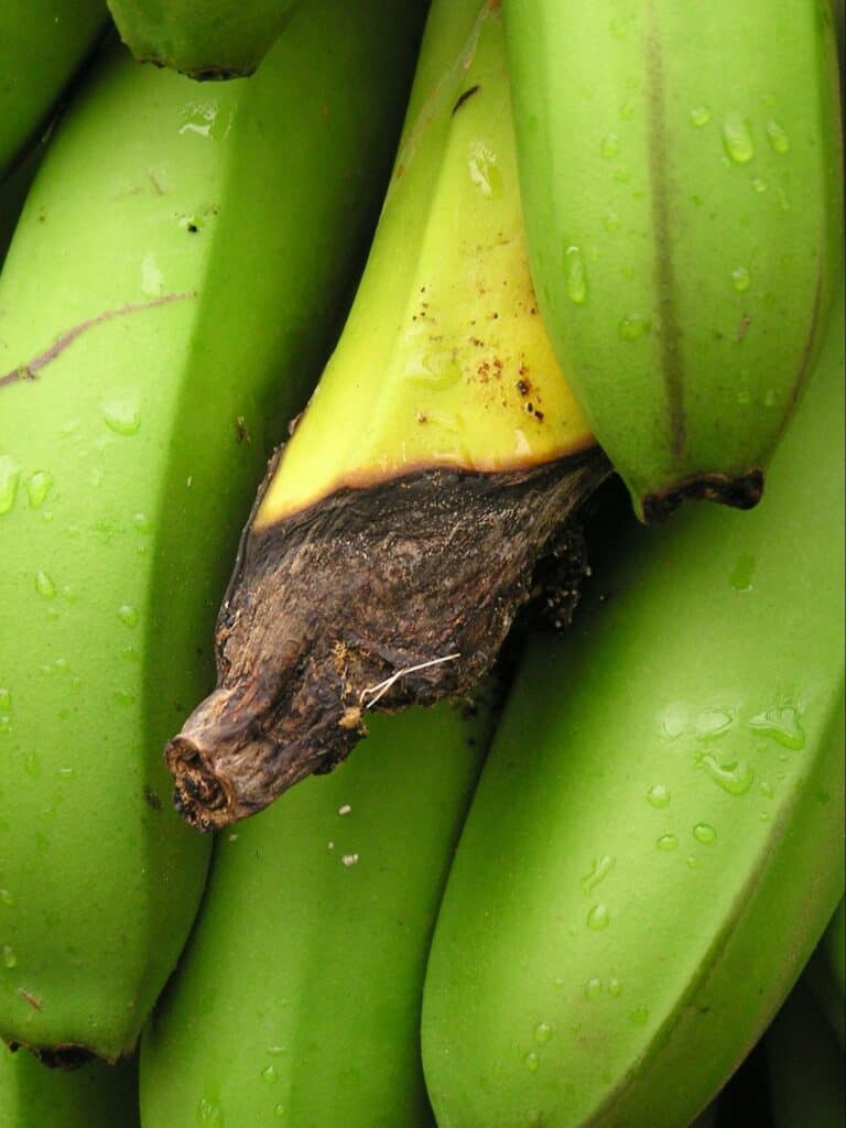 banana (8)