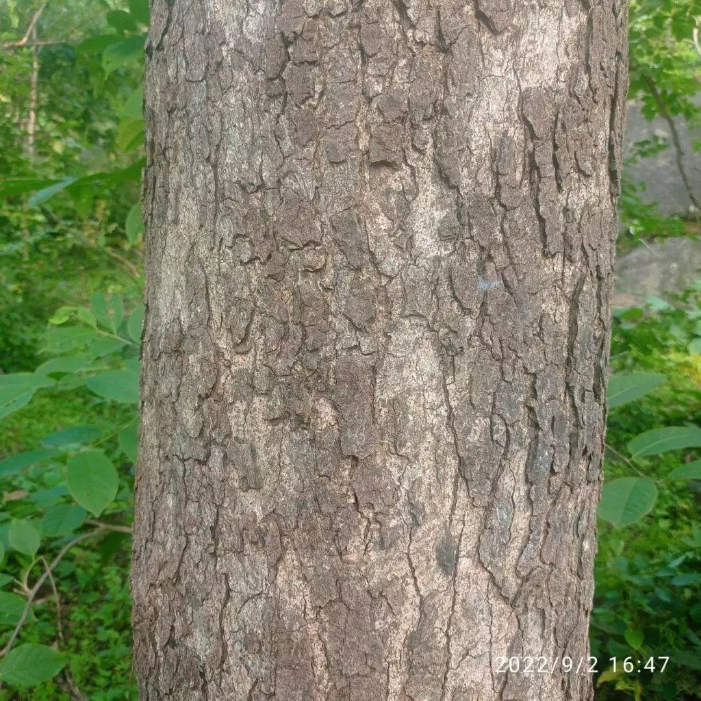 boswellia serrata bark
