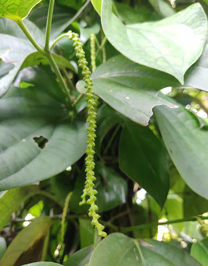 black pepper flower