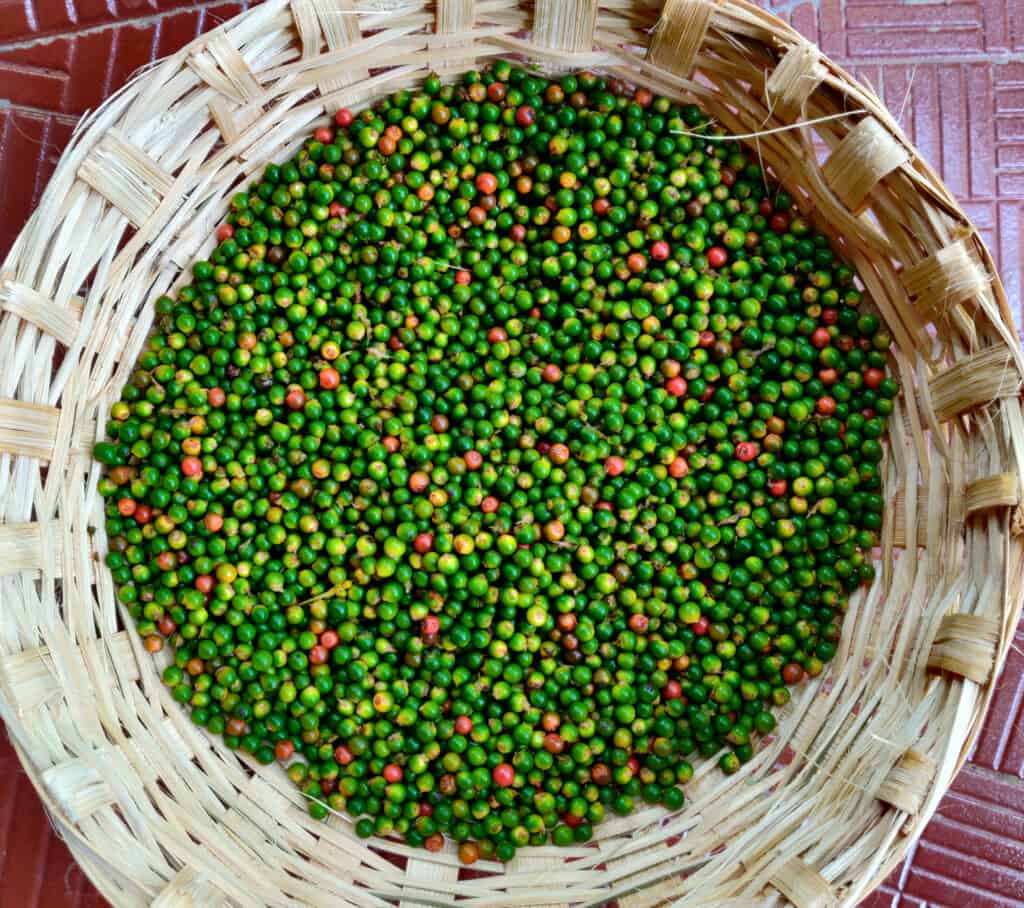 black pepper harvest basket