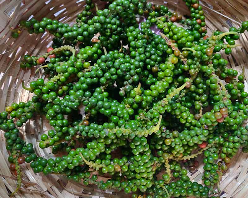 black pepper harvest