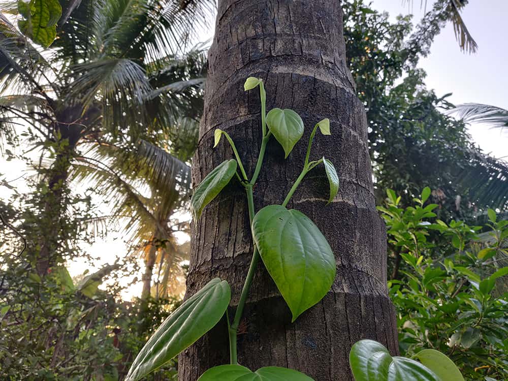 black pepper leaves