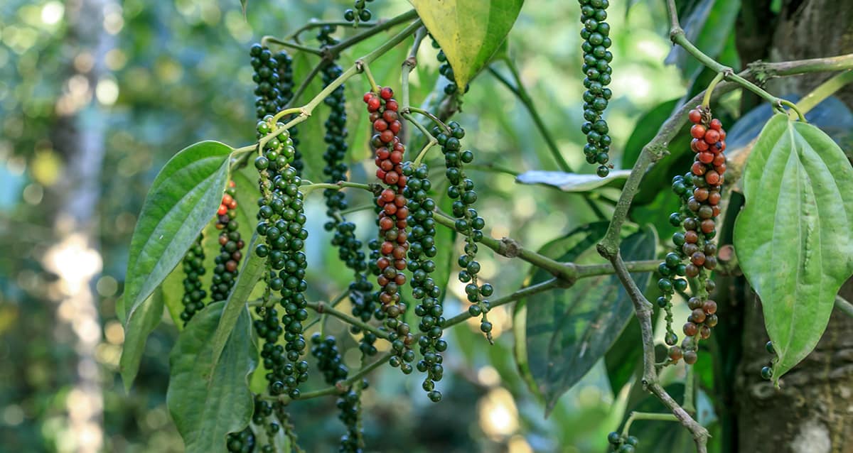 black pepper plant with peppercorns.