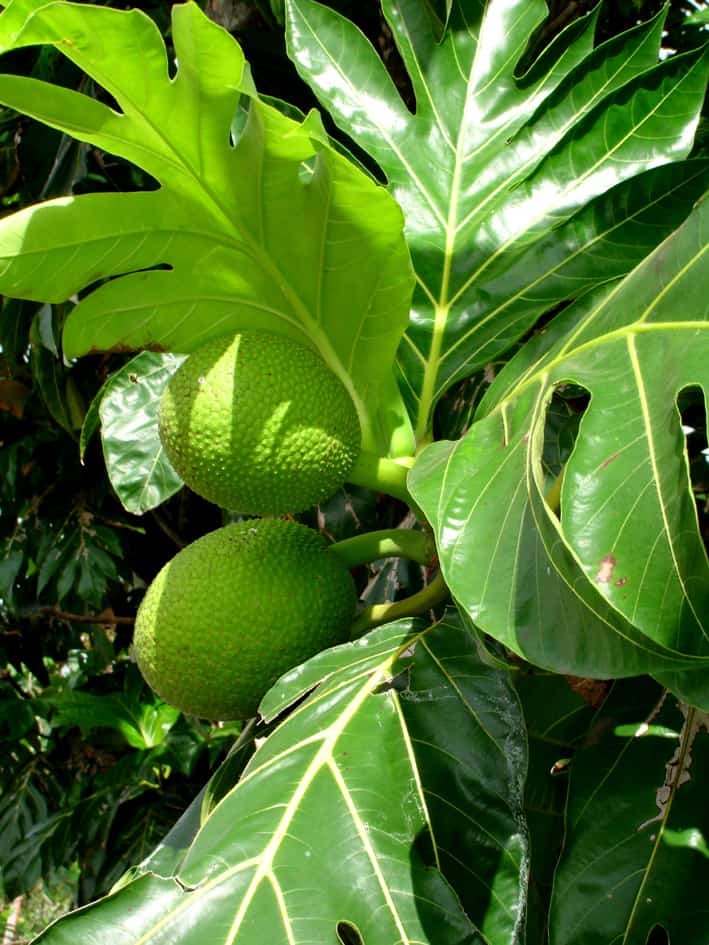 breadfruit (2)