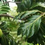 breadfruit tree
