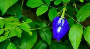 butterfly pea flower nature herb