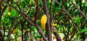 cacao fruit ripened on the tree