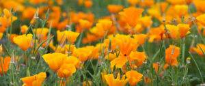eschscholzia californica orange california poppy.