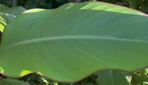 canna edulis leaf close up