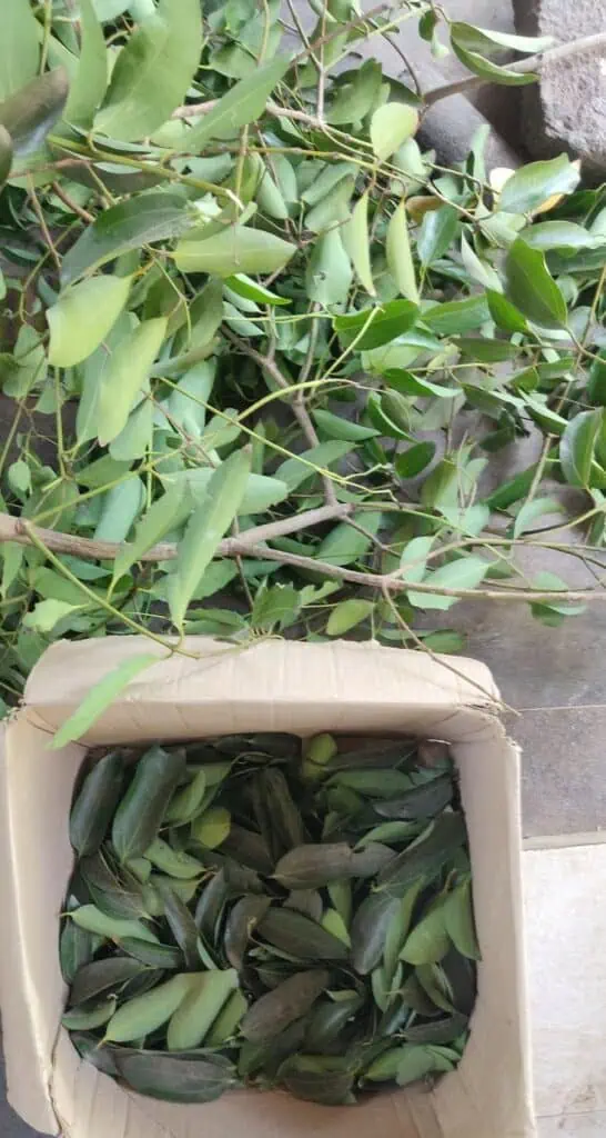 cinnamon leaves harvest