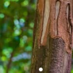 cinnamon tree trunk with bark cut in the tropical forest, zanzibar, tanzania