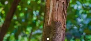 cinnamon tree trunk with bark cut in the tropical forest, zanzibar, tanzania