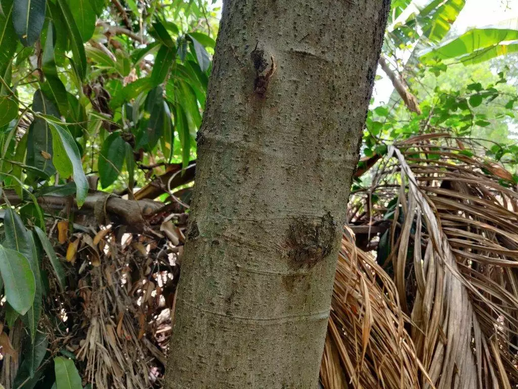 cinnamon tree bark