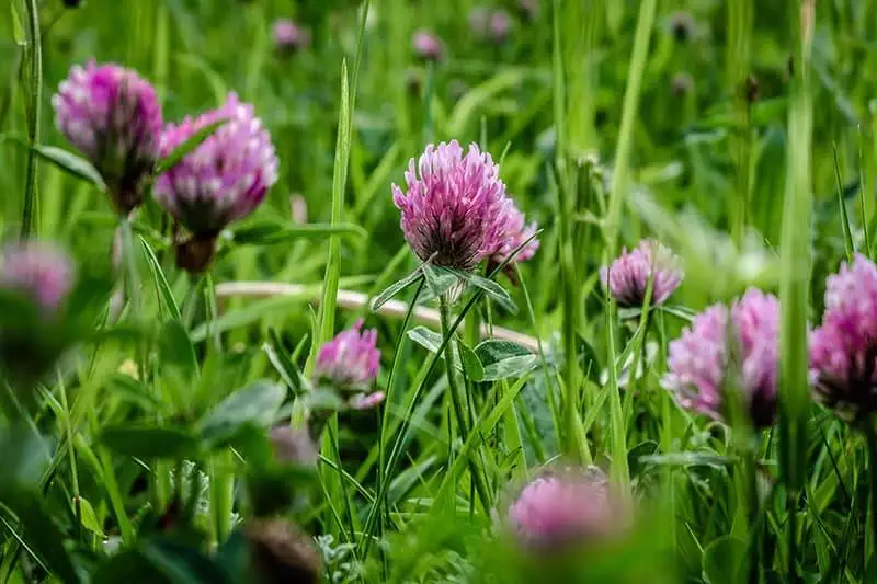 field of red clover