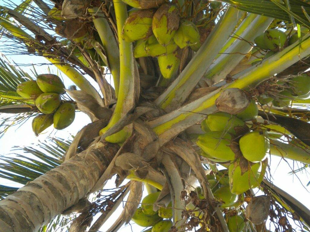 coconut (3)