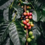 coffee plantation, coffee berries