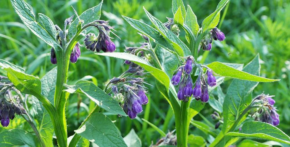 in the meadow, the comfrey (symphytum officinale) is blooming