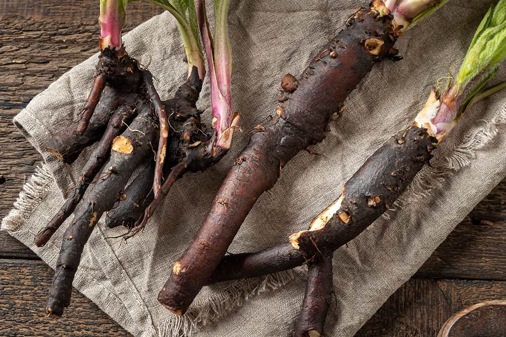 whole comfrey roots with young leaves on a table