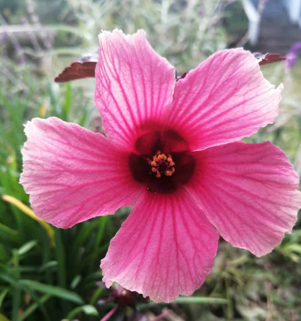 cranberry hibiscus flower close up