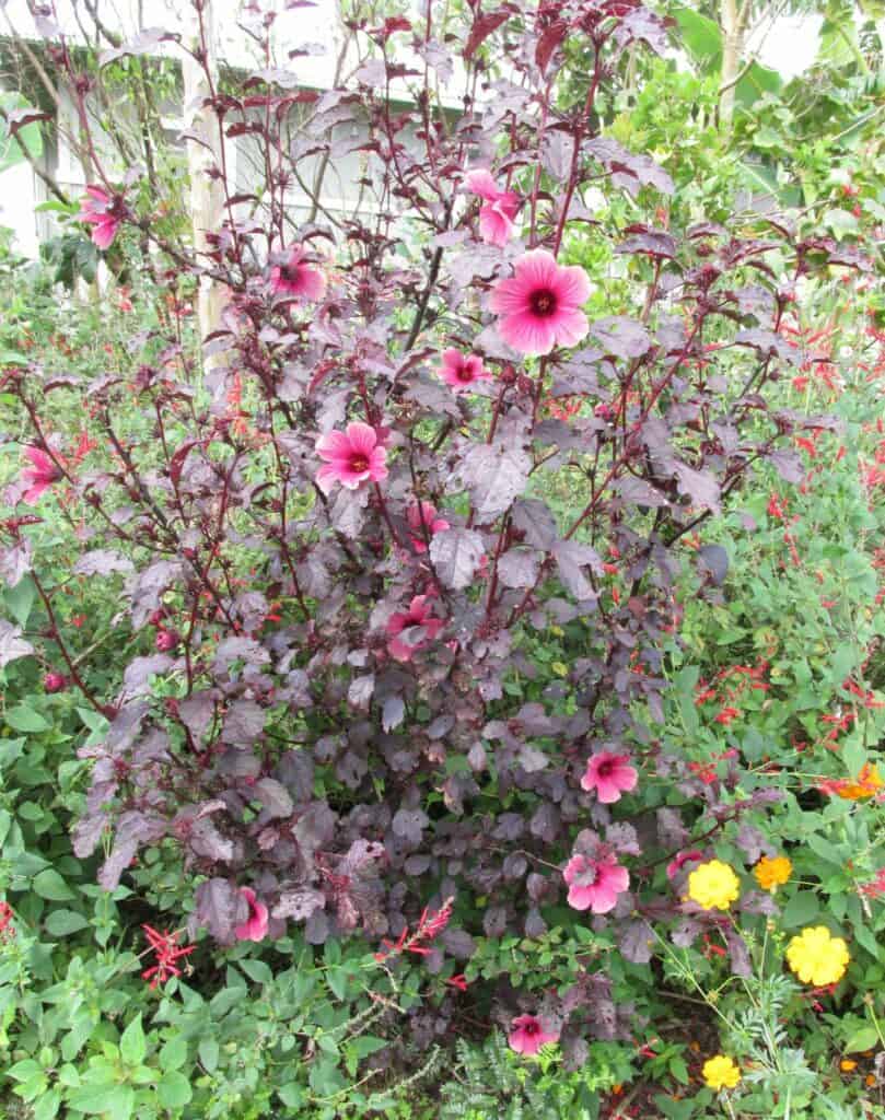 cranberry hibiscus flowering