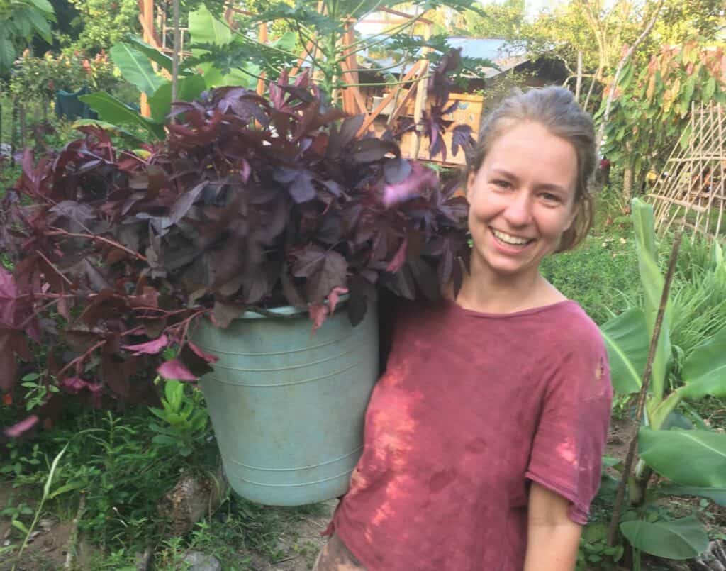 cranberry hibiscus harvest