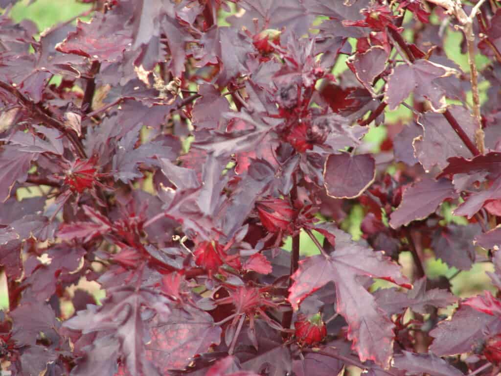 cranberry hibiscus with pods