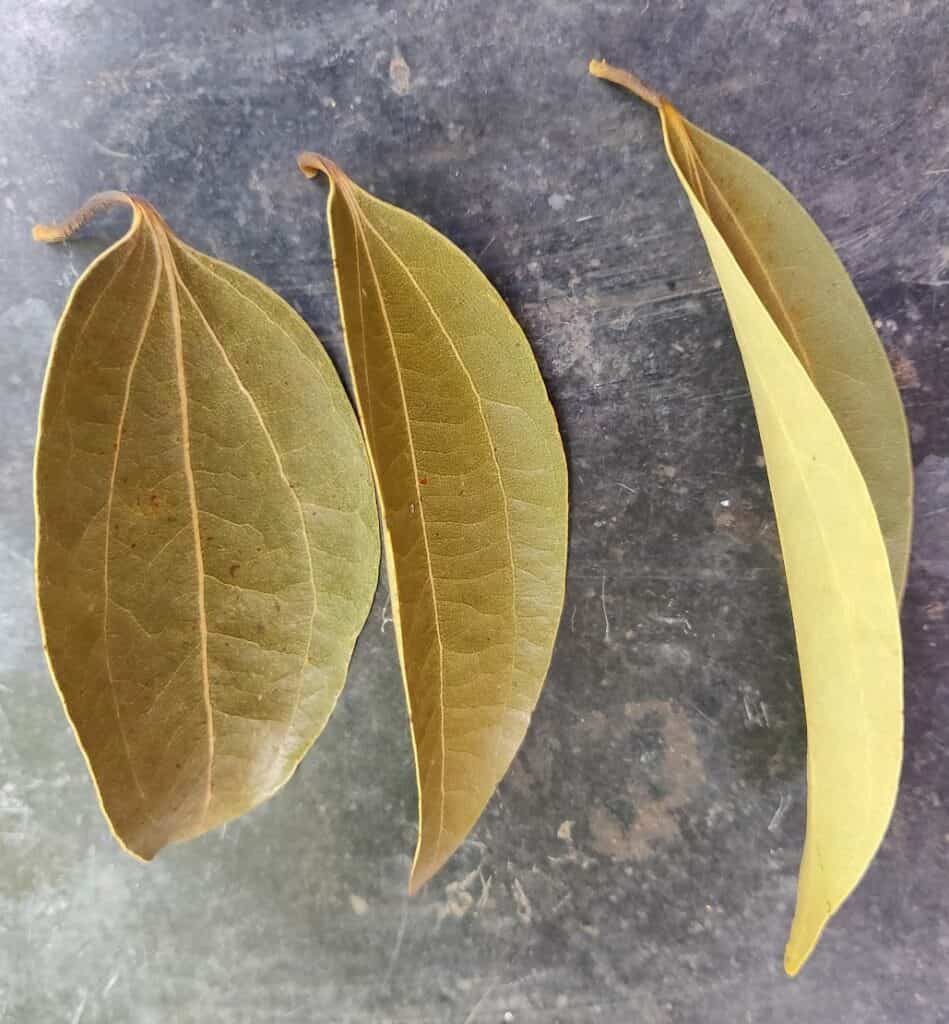 dry cinnamon leaves