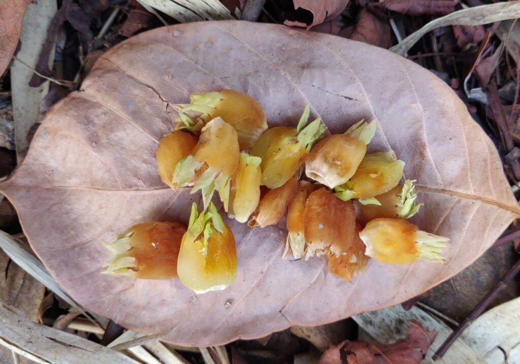 naturally dried and shrunken mahua flowers
