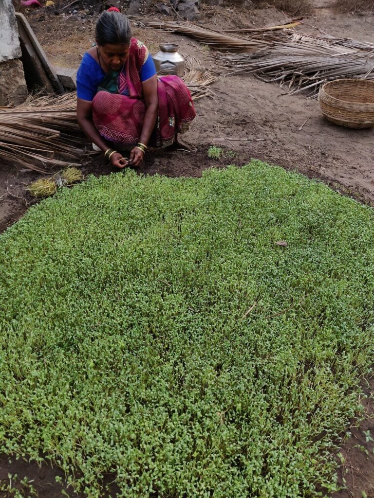 fenugreek microgreen