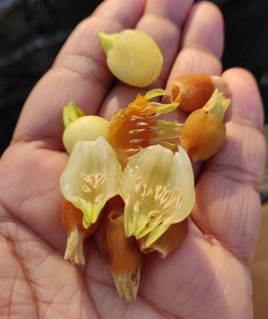 fresh and slightly dried mahua flowers