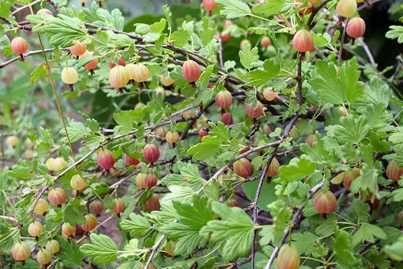 gooseberry bushes with berries close up. ripe gooseberries on th