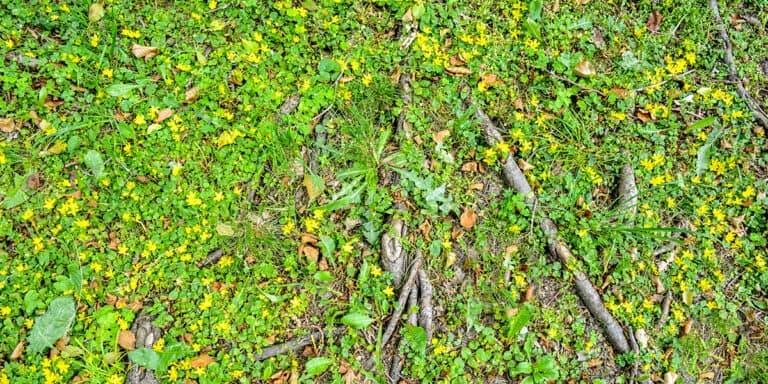 forest soil ground, roots of old oak, wild ground cover grass, yellow flowers