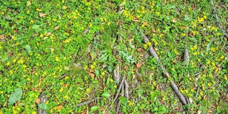 forest soil ground, roots of old oak, wild ground cover grass, yellow flowers
