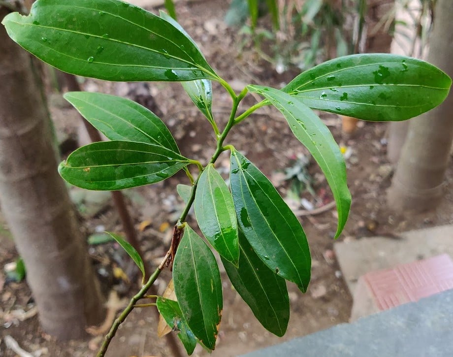 growing cinnamon from seeds