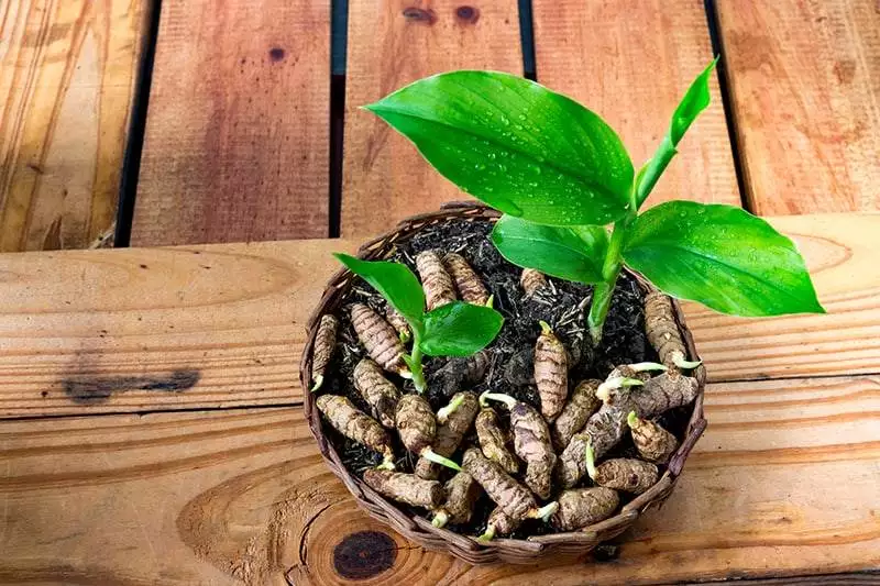 small turmeric seedlings and roots, on a wooden background tur