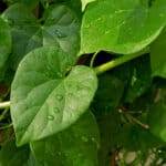 fresh ayurvedic herb giloe leaves and stem
