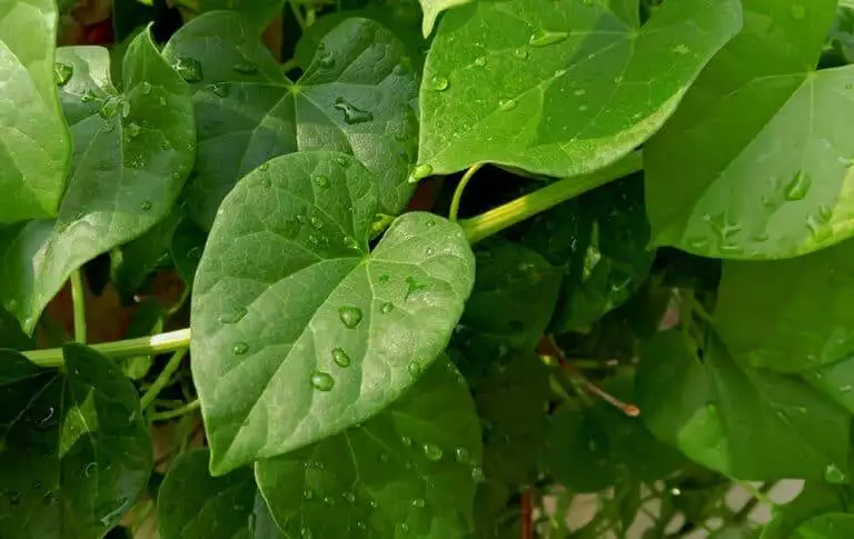 fresh ayurvedic herb giloe leaves and stem