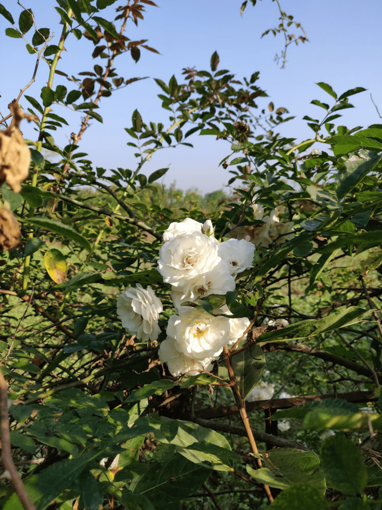 white damask roses
