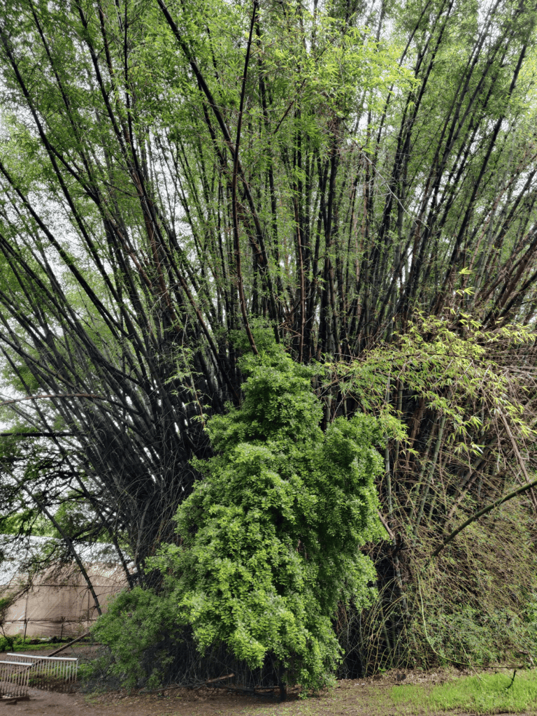 bambusa arundinacea