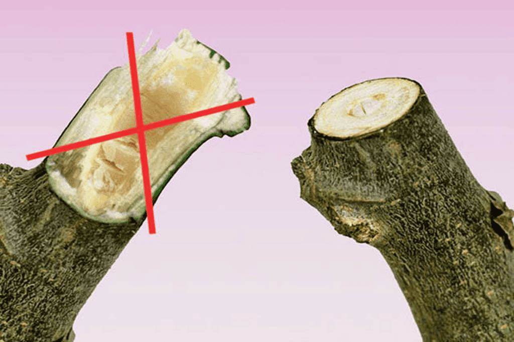 improper and proper way to cut cassava
