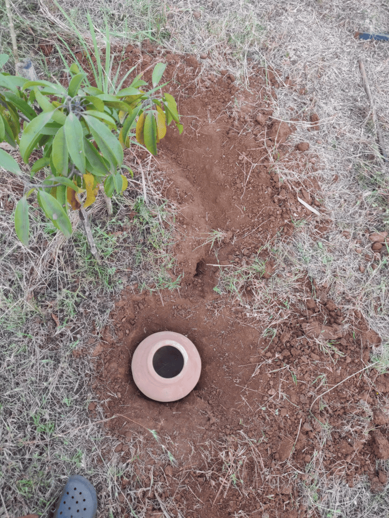 top view of pitcher irrigation