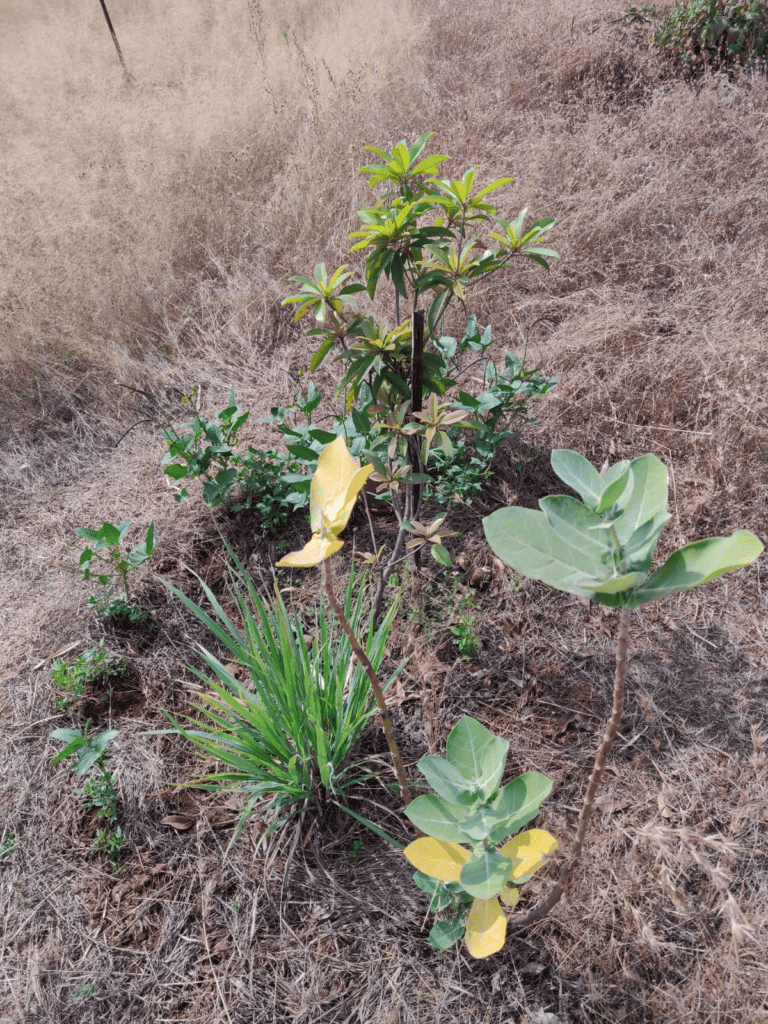 fruit tree after installing pitcher irrigation